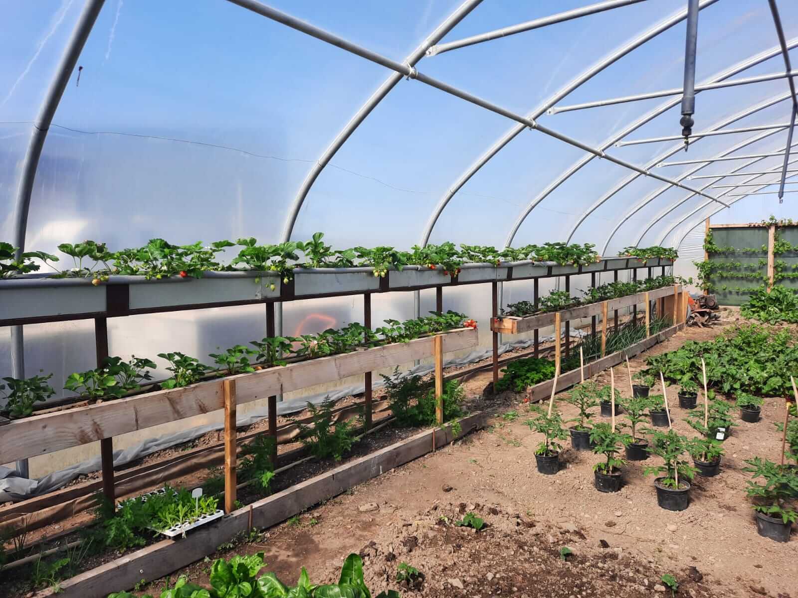 pigspit farm to fork greenhouse