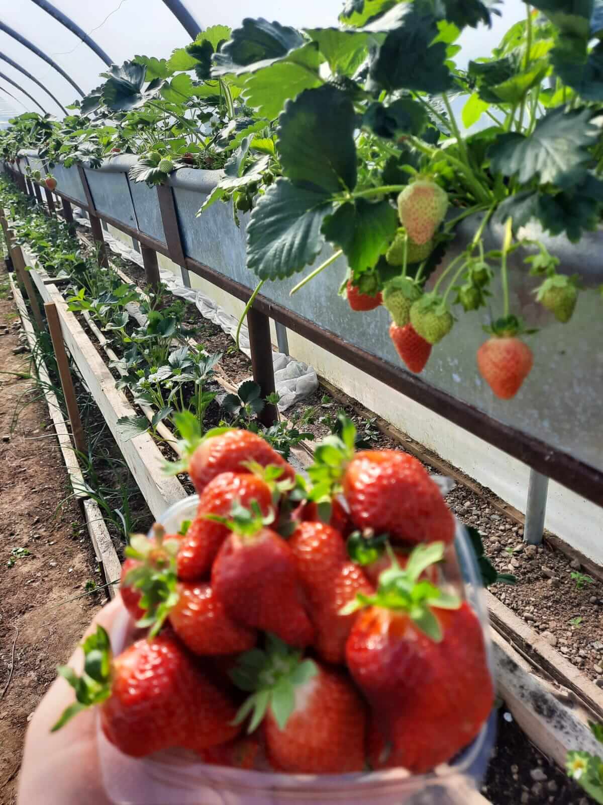 pigspit farm to fork strawberries